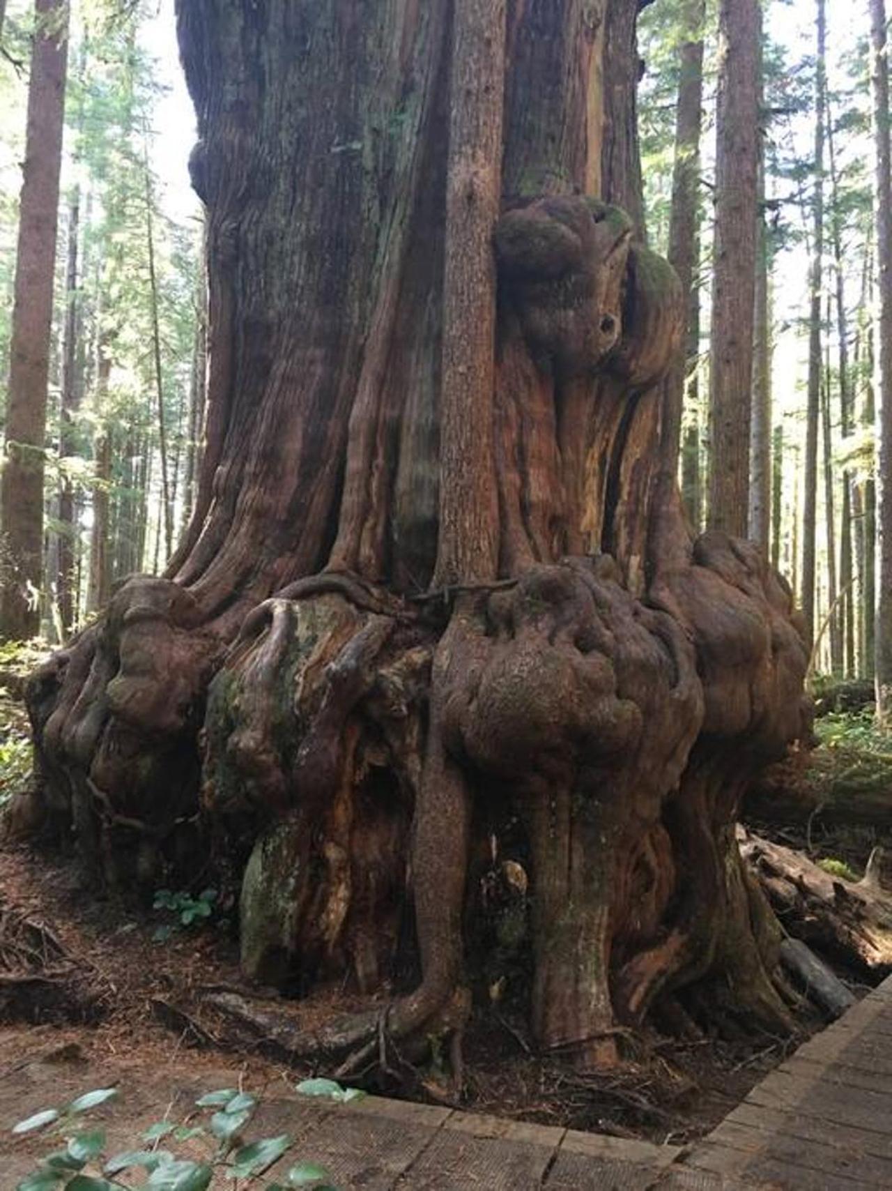 The Great Escape - Port Renfrew Βίλα Εξωτερικό φωτογραφία