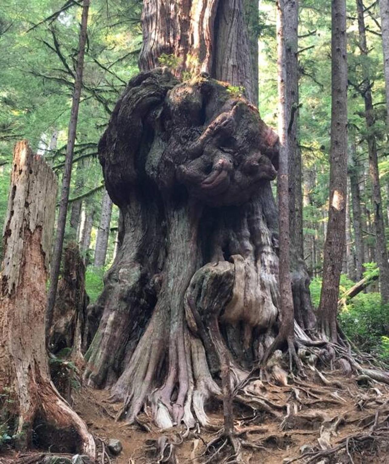 The Great Escape - Port Renfrew Βίλα Εξωτερικό φωτογραφία