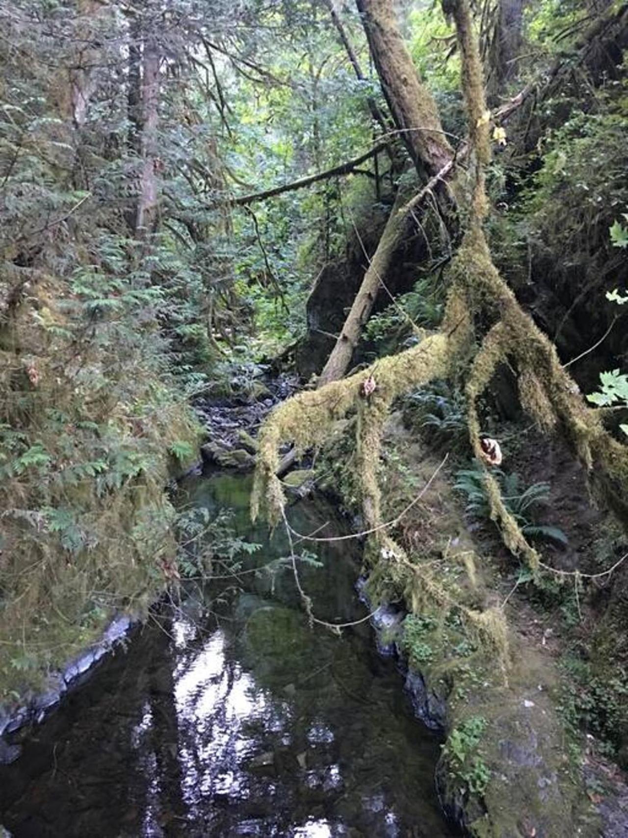 The Great Escape - Port Renfrew Βίλα Εξωτερικό φωτογραφία